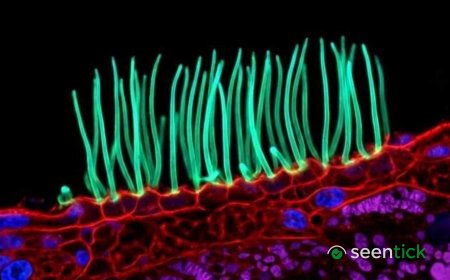 Tiny image sparks big backlash in Nikon photo contest