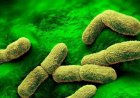 US 'watching closely' after plague researcher dies in Russia, Rubio says